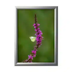 Snap frame 25 mm hopea